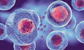 Stem cell
